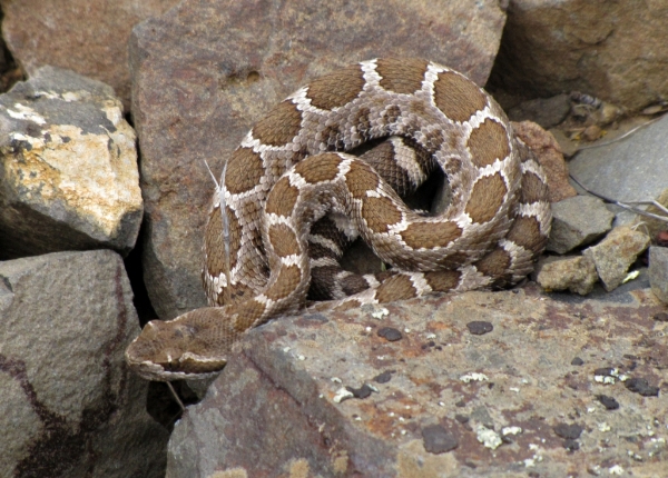 Photo of Crotalus oreganus by Jim Riley